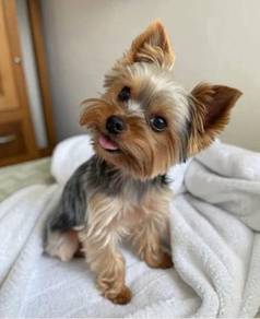 63666366 Teddy-like Silkse Yorkie Look Puppy Puppy