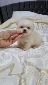 Teacup Pomeranian (White Boy)