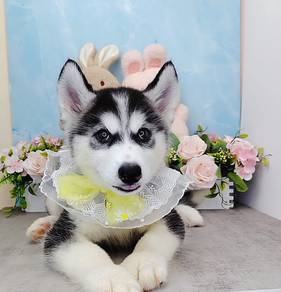 Wooly Husky