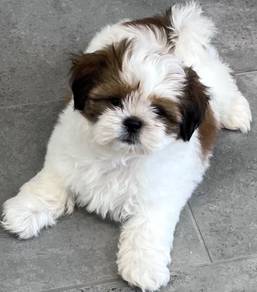 J618 Snuggly shih tzu cute long hair toy breed wit