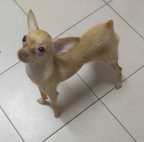Miniature Pinscher Puppy 