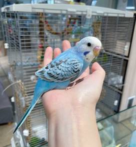 burung jinak baji