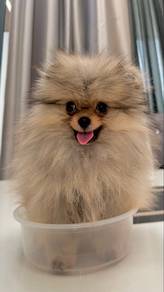 The Little Teddy Bear You Can’t Resist