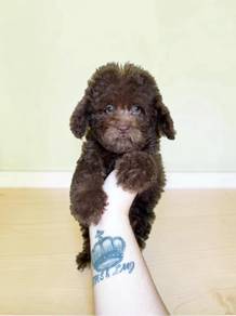 Tiny toy poodle Male 3 months offer 