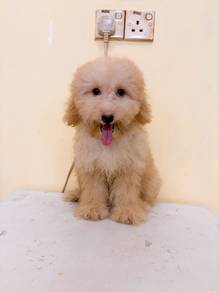 Toy poodle 👉🏻 Male