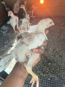 Anak Ayam Ekor lidi