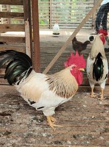 Ayam Sussex, Light Sussex (British breed)