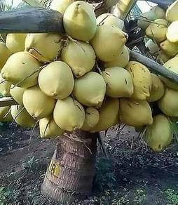 Benih kelapa sgg tulen/mawar