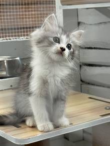 Tabby British longhair and short hair ( silver )