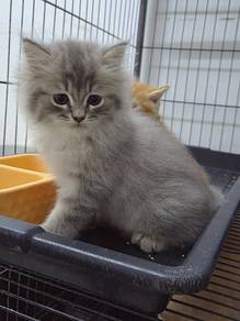 Rehome kitten