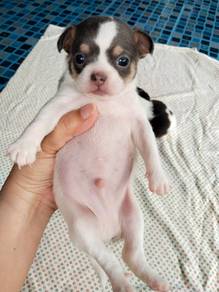 Pure Breed Smooth Coat Chihuahua (M) 丁香色短毛吉娃娃