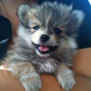 Patter-pawed Pomeranian small cute puppy Puppy Dog