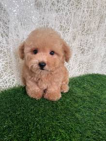 poodle