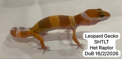 Leopard Gecko SHLTLT Het Raptor Untuk Dijual !!