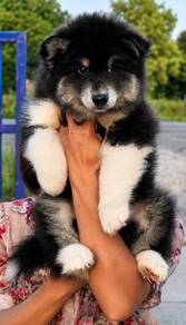 SIBERIAN HUSKY PUPPIES Sb202🌻 Male-Female