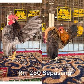 Ayam Serama Induk