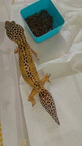 leopard gecko
