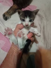 Free kitten for adoption 