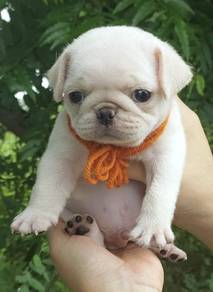 PUG PUPPIES 671🌻 REHOME Boy~Girl
