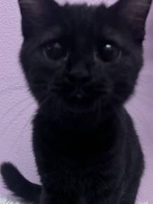 BSH & British Longhair Kitten