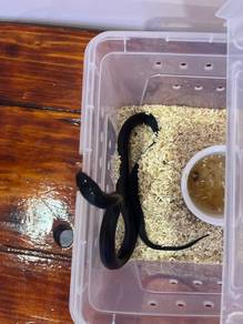 snake for sale