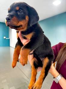 Rottweiler Puppies For Loving Homes ❤