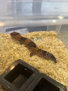 Strip Fat Tau Gecko for sale