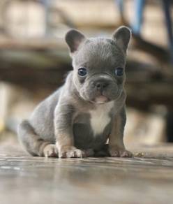 FRENCH BULLDOG PUPPIES 🌻 S156 Male ~ Rehome