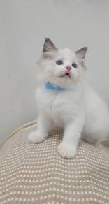 ragdoll