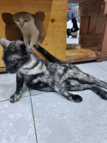 Kucing Kampung