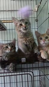 Maine coon kitten 