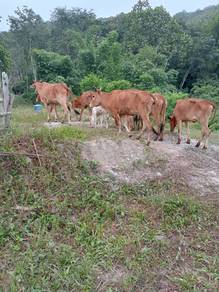Lembu borong