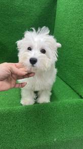 西高地男 (软毛)
中国进囗 （ 有进囗纸）
Westie 
Imported China with