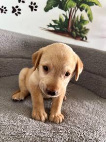 cream Labrador 1
