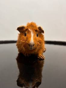 Healthy Guinea Pig Male & Female for Sale 🐹
