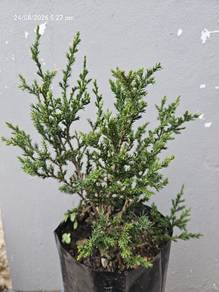 Pokok Pine Krismas [murah)