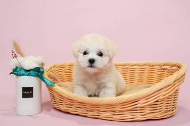 Poodle