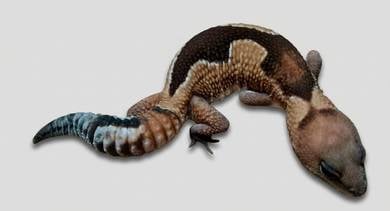 fat tailed gecko oreo zulu (F) 