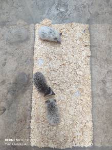hedgehog