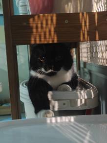 Munchkin BSH