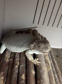 Bearded Dragon Zero