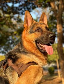German Sheperd