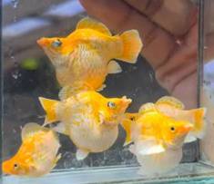 Premium Lemon Head Balloon Molly