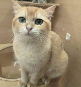 British short hair Golden NY11 for sale