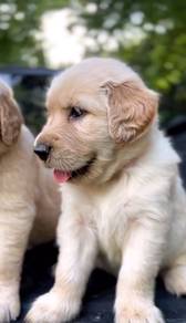 golden retriever x