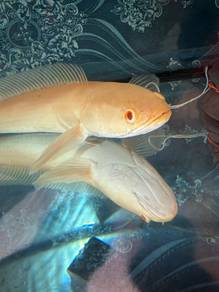 Toman Albino