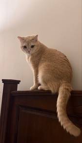 Creme Bsh Manja