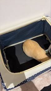 Guinea Pig