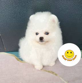 KK9_POM1077 Tiny Pomeranian white HAIRED