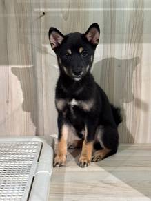 Shiba Inu